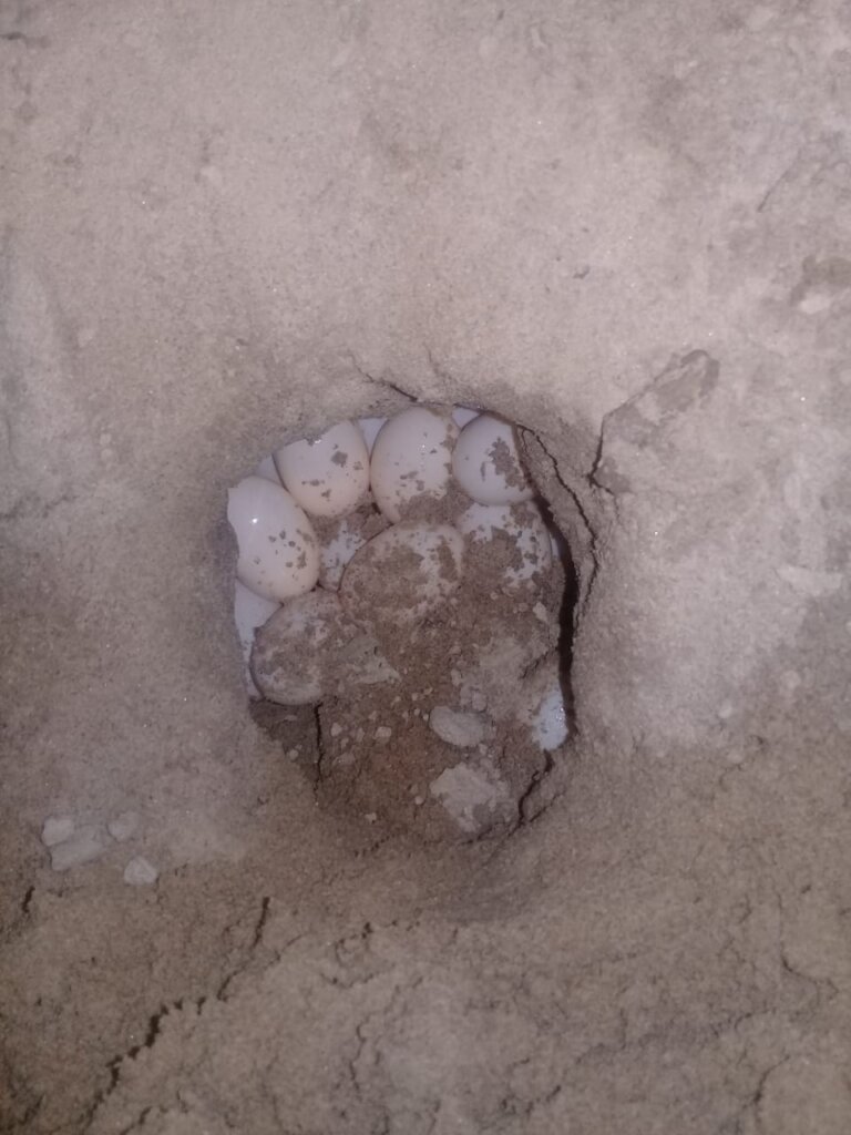 River turtle nest in sand