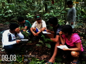 Medicinal agroforestry
