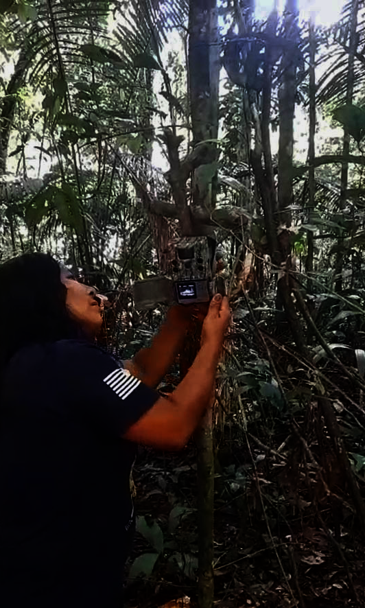Sustaining Matses Indigenous Medicine - Phase II