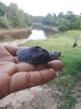 Giant river turtle hatchling