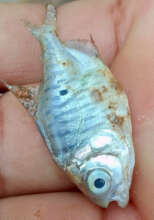 Close-up of a gamitana fry before introduction