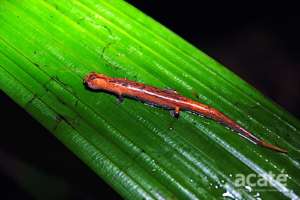 Arboreal salamander (Bolitoglossa sp.)