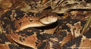 Bushmaster (Lachesis muta)