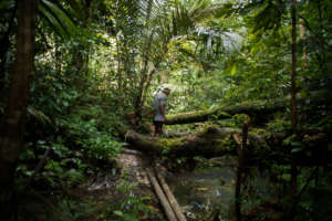 Gathering medicinal plants