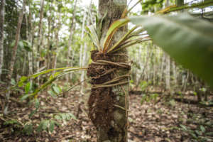 Medicinal plant epiphyte in Healing Forest
