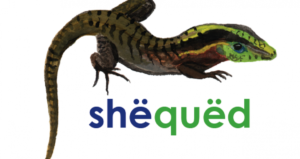 Cnemidophorus lizard as rendered by Matses artist