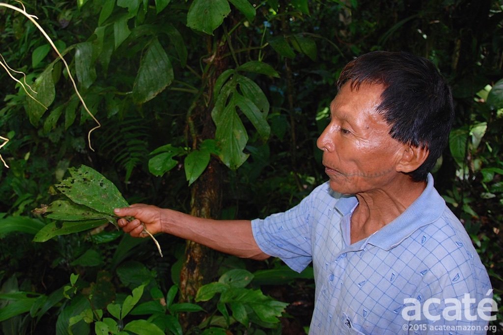 Master Rainforest Healer