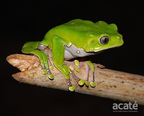 Giant Monkey Tree Frog