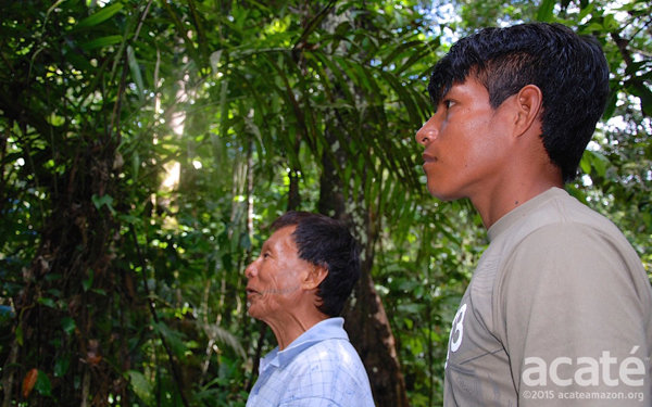 Sustaining Matses Indigenous Medicine - Phase II