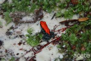 The tiny reticulated poison dart frog