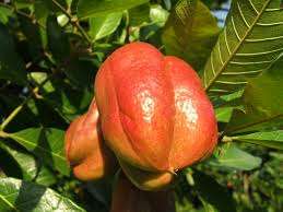 Poisonous Ackee fruit