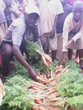 Harvesting Carrots