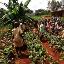 Students preparing to harvest their garden