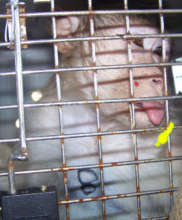 Rescued From Horrific Animal Hoarding Situation