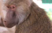 Help Rescued Monkeys in Arizona