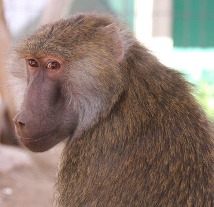 Help Rescued Monkeys in Arizona
