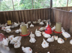 Chicken Production Student Project