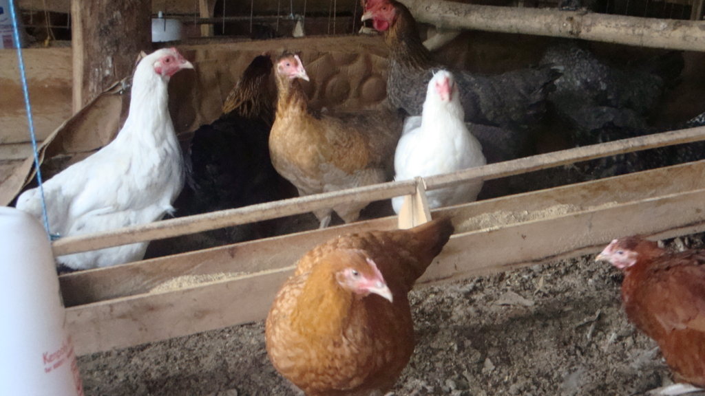 Poultry farm for improving incomes and nutrition
