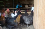 Poultry farm for improving incomes and nutrition
