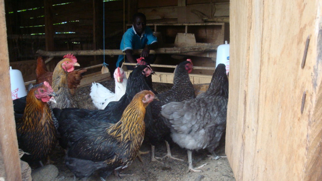 Poultry farm for improving incomes and nutrition