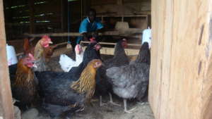 Poultry farm for improving incomes and nutrition