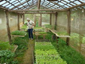 Inside old greenhouse