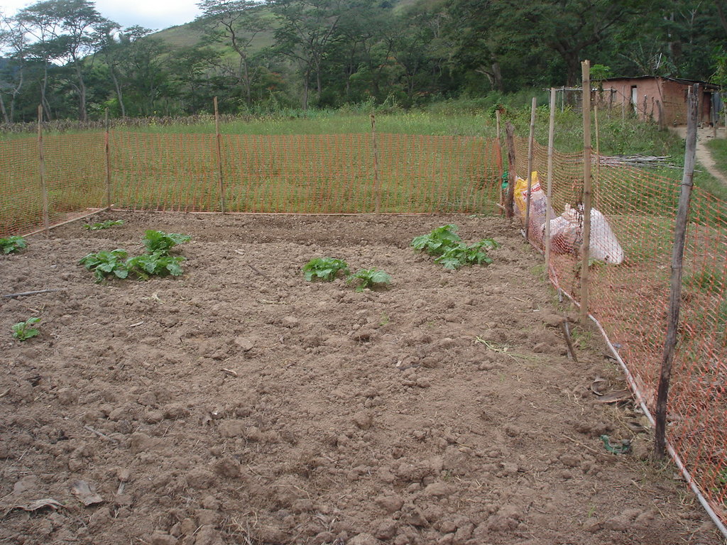 The first vegetable garden will be here.