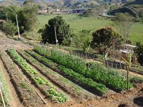 Organic Vegetable Garden in production.