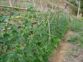 Peas. More than 7 kilograms were sold from this bed that is stil