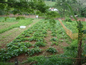Pumpkins plantation.