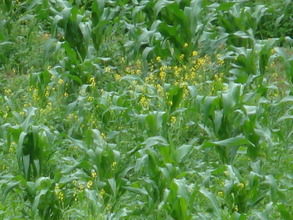 Corn plantation