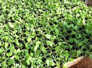Sprouts ready to go the the farmer´s market