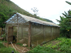 Old greenhouse