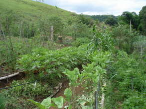 Mr. Helcione vegetable garden.
