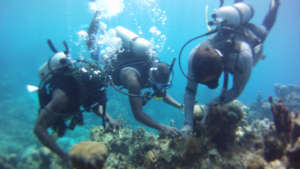 Coral Planting