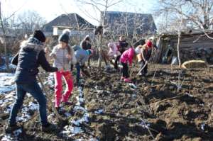 Designing the garden and planting berries