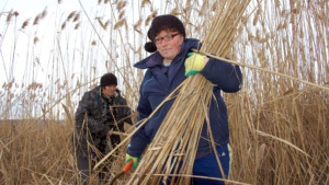 Local women harvesting reed