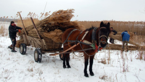 Eco-friendly transportation