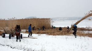 Harvesting team on the lake