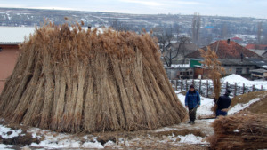 The reed pile is ready for eco-construction!