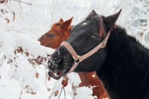 One year old Yuki and his mom saved from slaughter