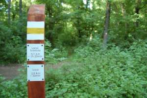 Forest trail marked