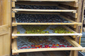 Drying fruits and vegetables using solar energy