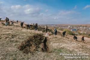 Planting trees to prevent soil erosion
