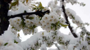 Flowering trees breaking under heavy snow