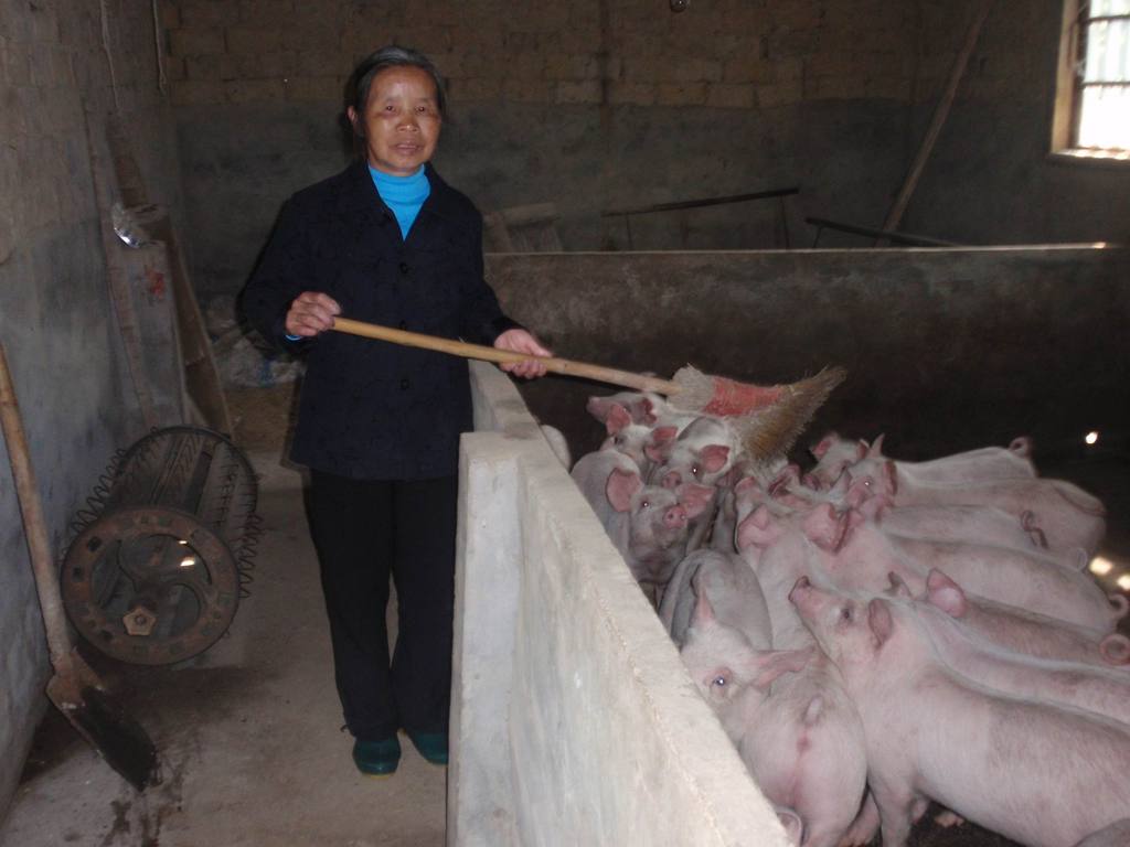 Lu Xiuying with her pigs