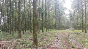 Dona Zairas plantation after a first thinning