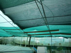 Roof still needing repairs