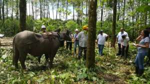 A feild day on low impact use of water bufalos