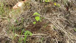 Hectors cassava and melina growing together!
